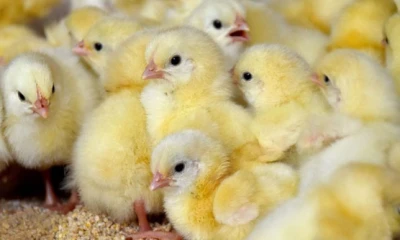 Govt imposes complete ban on chicks’ export 