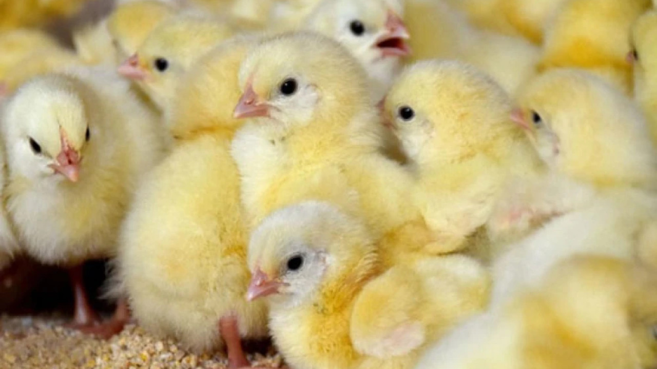 حکومت کا مرغیوں کی برآمد پر  پابندی عائد کرنے کا فیصلہ