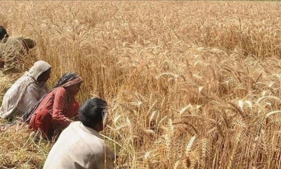 KP govt to buy local wheat