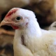 BFA foils attempt to supply unhealthy chicken to Quetta