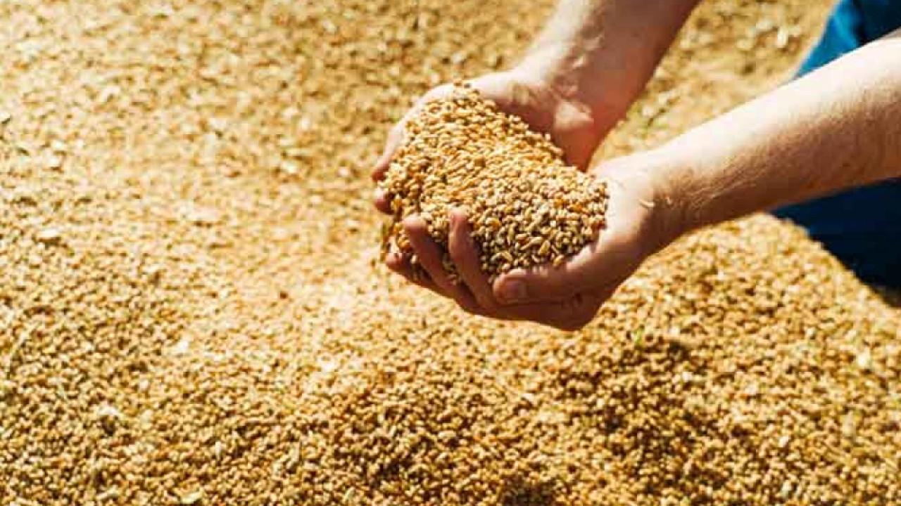 خیبرپختونخوا حکومت کا  کسانوں سے تین لاکھ ٹن گندم خریدنے کا فیصلہ