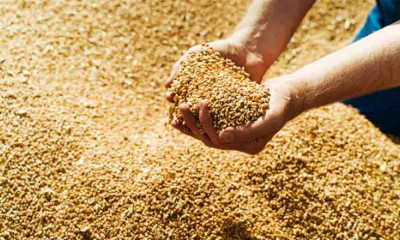 خیبرپختونخوا حکومت کا  کسانوں سے تین لاکھ ٹن گندم خریدنے کا فیصلہ