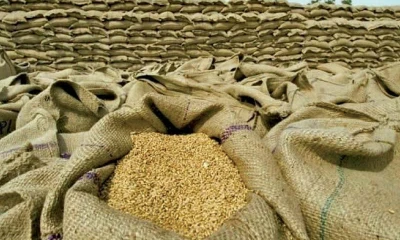 KP govt kicks off buying wheat from farmers