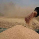 کیا پنجاب حکومت   کسانوں سے گندم خریدنے کی  صلاحیت رکھتی ہے ؟