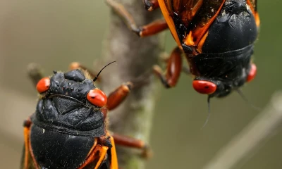 A rare burst of billions of cicadas will rewire our ecosystems for years to come