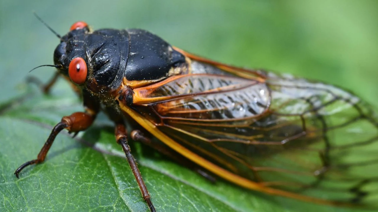 8 surprising reasons to stop hating cicadas and start worshipping them