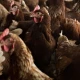 Why aren’t we vaccinating birds against bird flu?