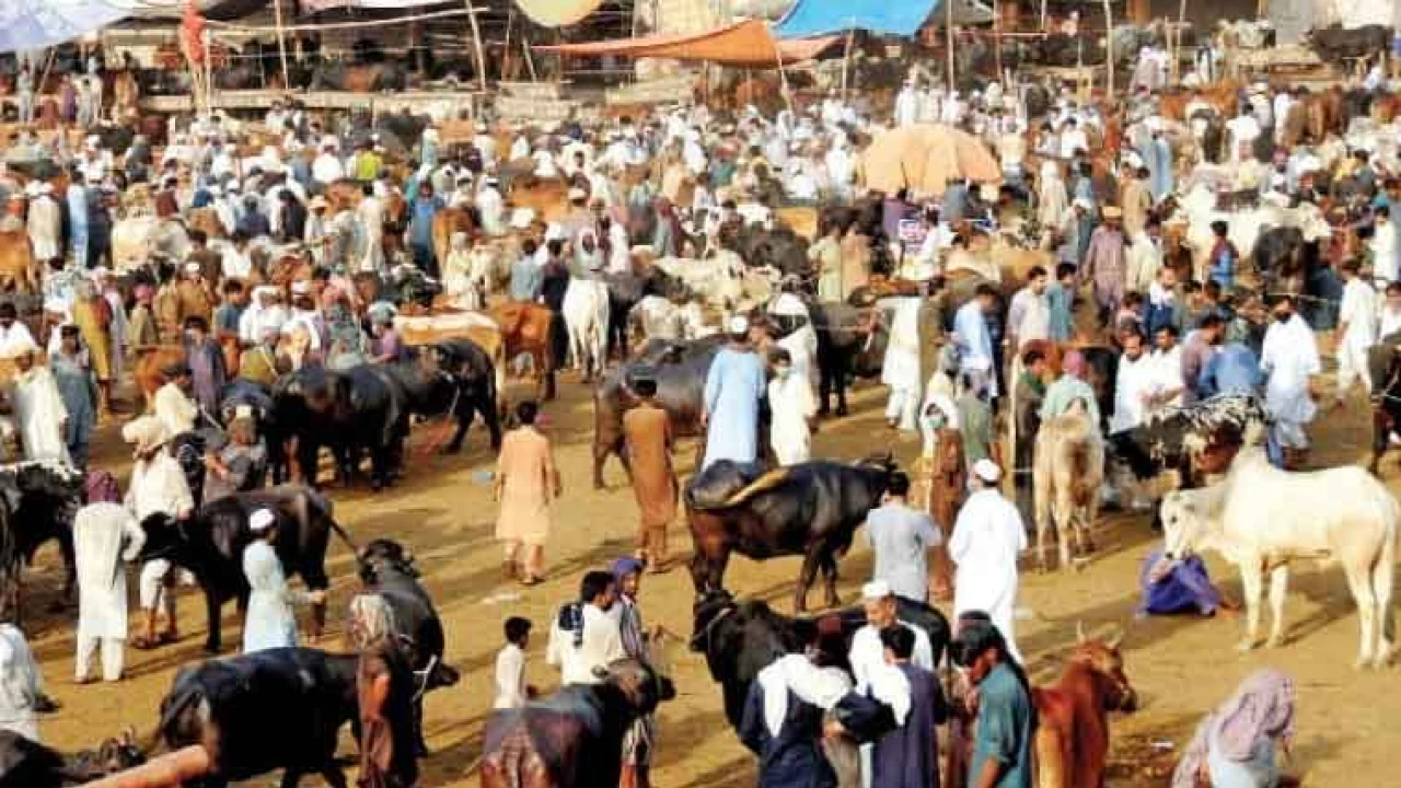 Animals prices skyrocket as two days left for Eid-ul-Adha