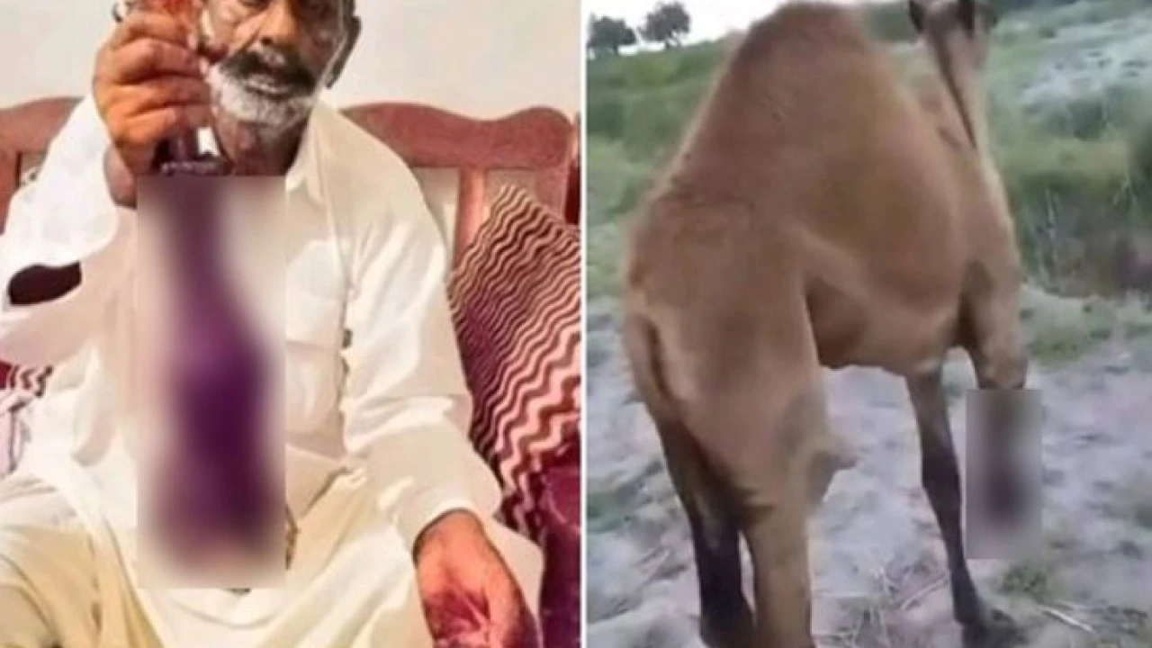 Unknown people booked in camel leg chopping off case in Sanghar