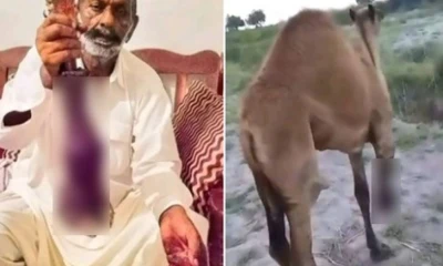 Unknown people booked in camel leg chopping off case in Sanghar