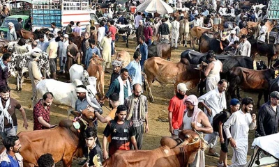 People remain busy in sale, purchase of sacrificial animals