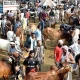 People remain busy in sale, purchase of sacrificial animals