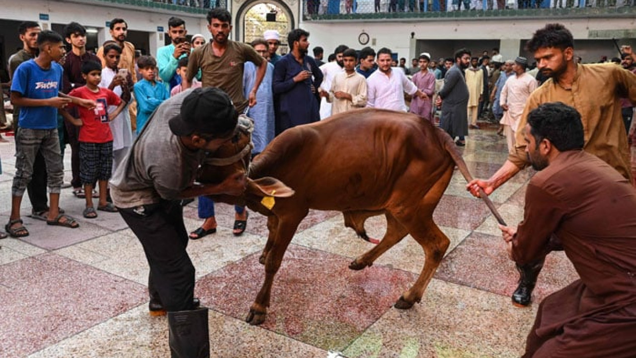 عیدالاضحیٰ کے دوسرے روز بھی سنت ابراہیمی مذہبی عقیدت و احترام سے ادا کی جا رہی ہے