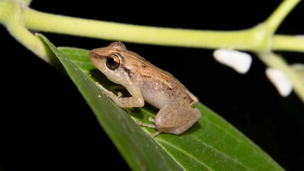 The frogs of Puerto Rico have a warning for us