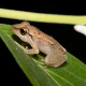 The frogs of Puerto Rico have a warning for us