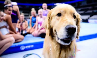 A day in the life of Beacon, the therapy dog at U.S. Olympic gymnastics trials