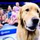 A day in the life of Beacon, the therapy dog at U.S. Olympic gymnastics trials