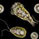 خطرناک نیگلیریا وائرس سے ایک ہفتے میں 3 ہلاکتیں