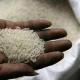 India plans to ease rice export curbs to retain market share against Pakistan