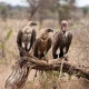 Vultures' near extinction led to 500,000 deaths in India
