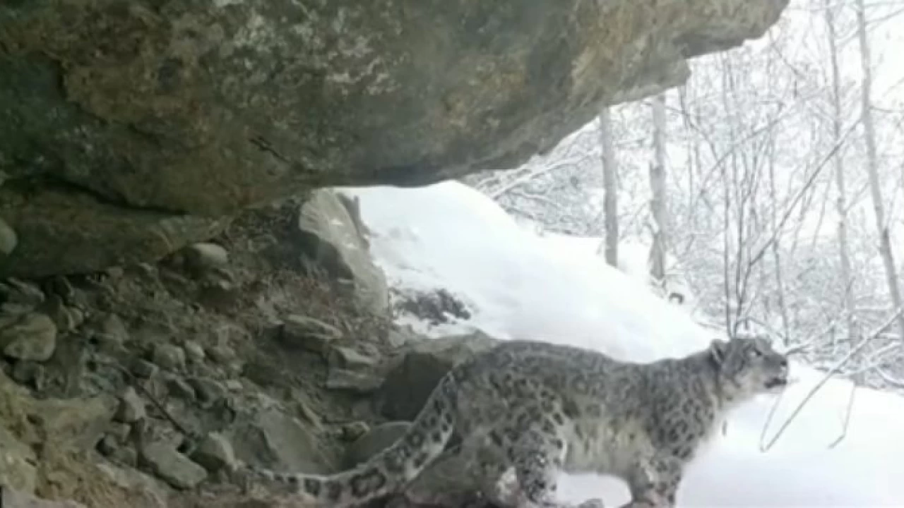 PM Imran Khan shares rare footage of “shy snow leopard” in GB mountains