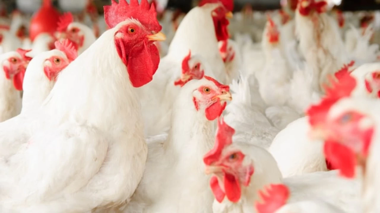Chicken price witnesses increase of Rs11 per kg
