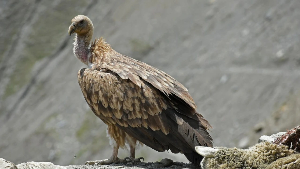 These reviled birds of prey literally save people’s lives