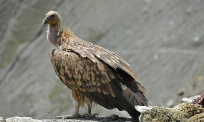 These reviled birds of prey literally save people’s lives