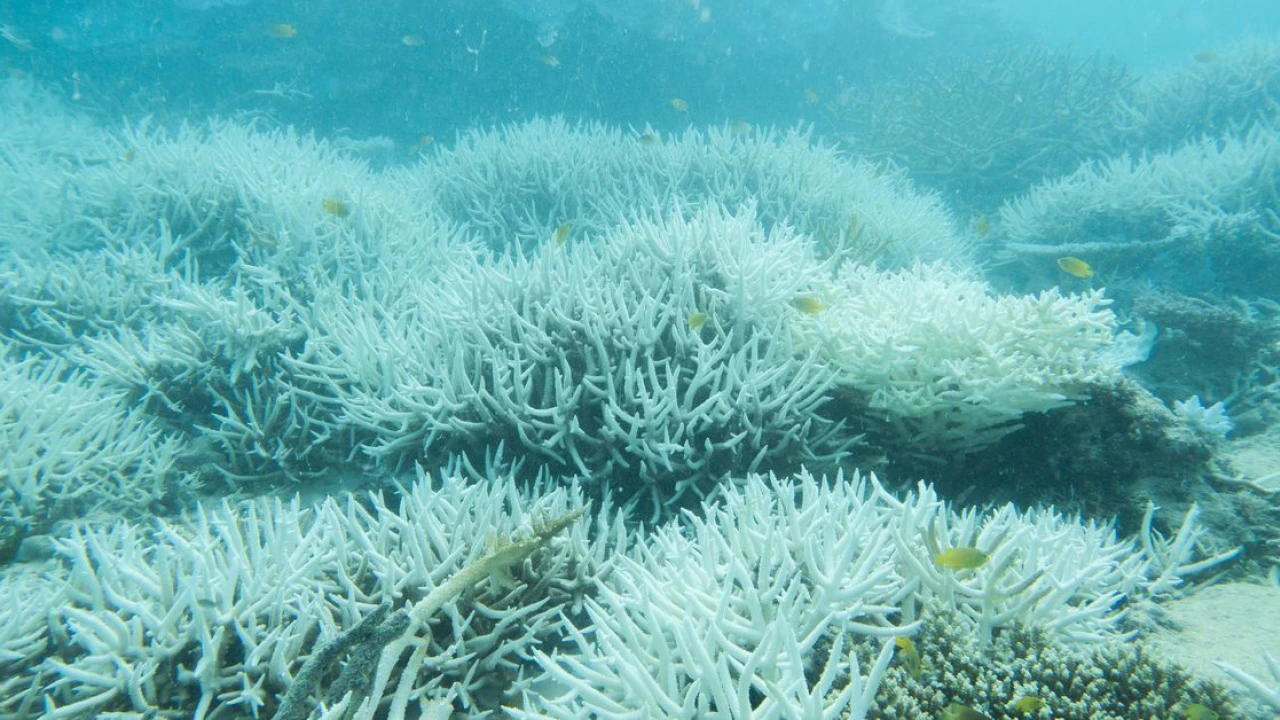 The Great Barrier Reef faces its biggest threat in centuries