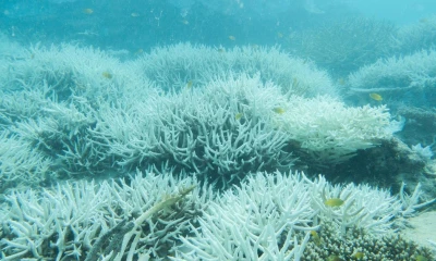 The Great Barrier Reef faces its biggest threat in centuries