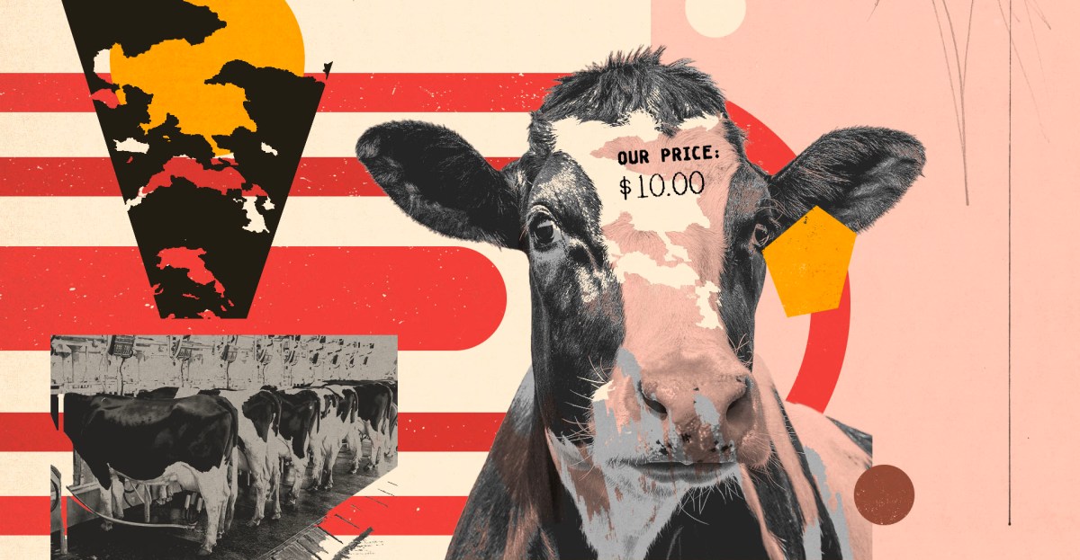 How the most powerful environmental groups help greenwash Big Meat’s climate impact