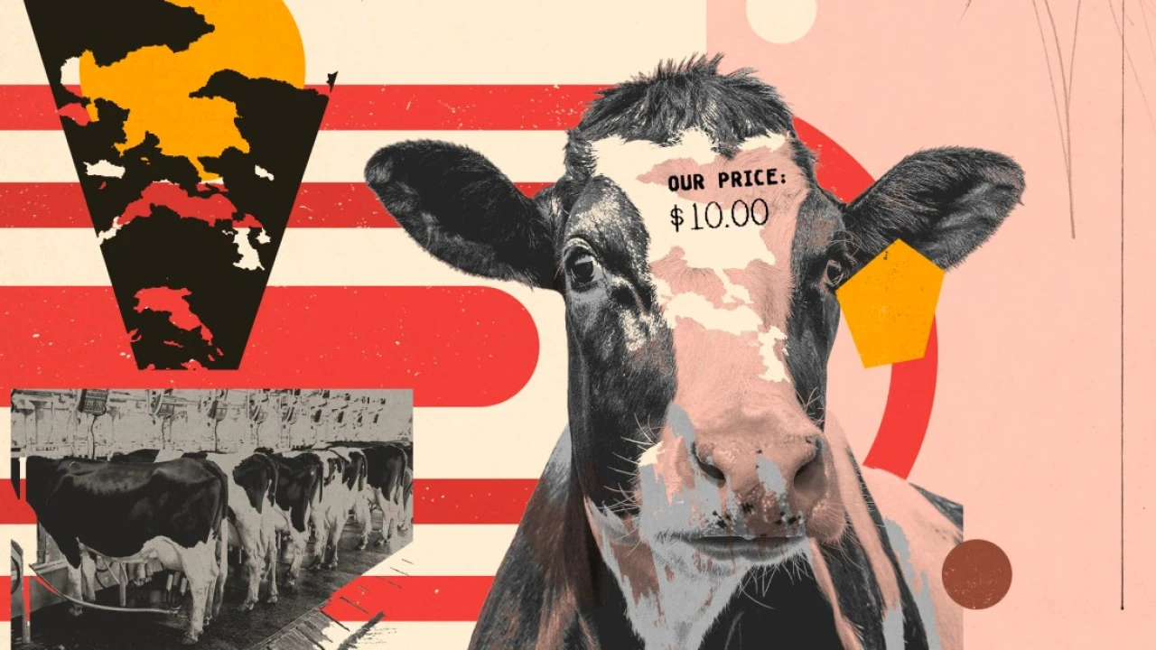 How the most powerful environmental groups help greenwash Big Meat’s climate impact