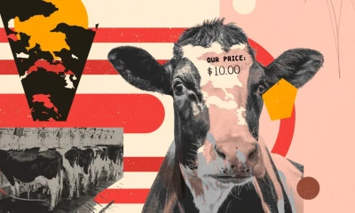 How the most powerful environmental groups help greenwash Big Meat’s climate impact