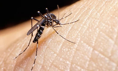 10 dengue cases reported in Punjab in last 24 hours: officials