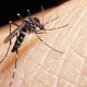 10 dengue cases reported in Punjab in last 24 hours: officials