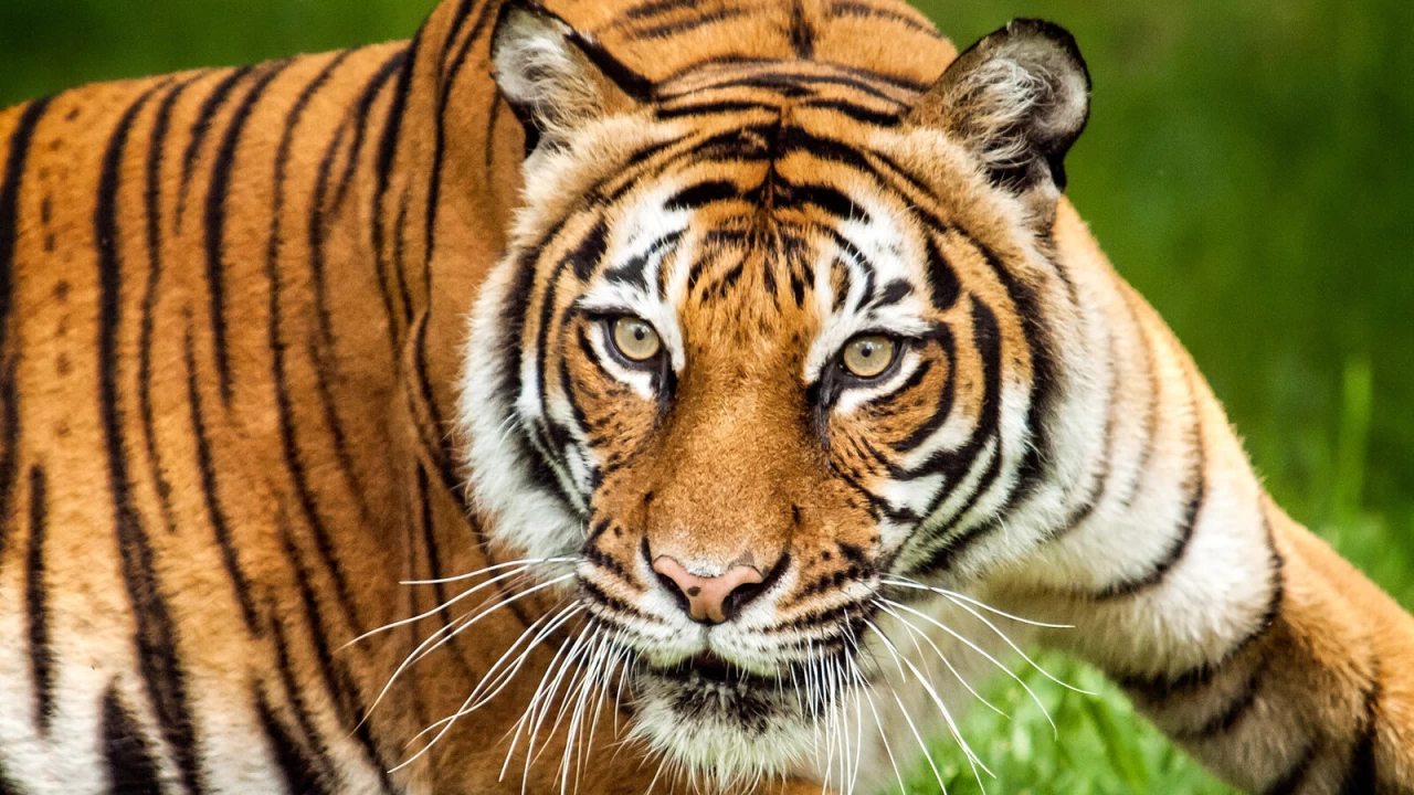 Rare tiger shot dead to thwart attack on man 