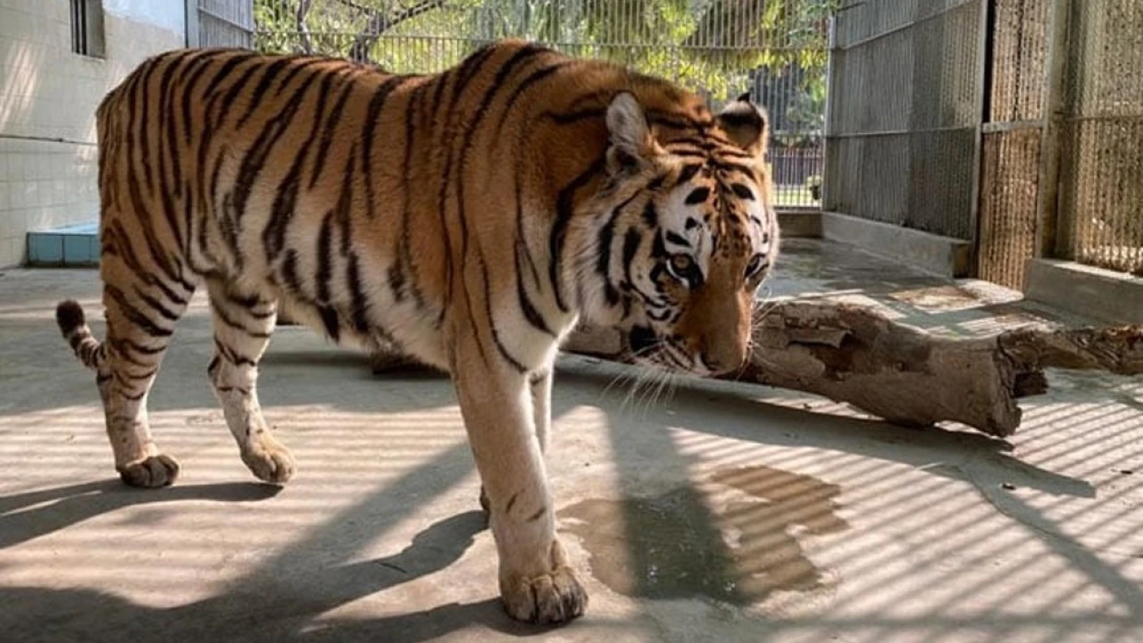 Female Bengal tiger dies in Karachi Zoo