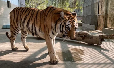 Female Bengal tiger dies in Karachi Zoo