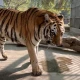 Female Bengal tiger died in Karachi Zoo