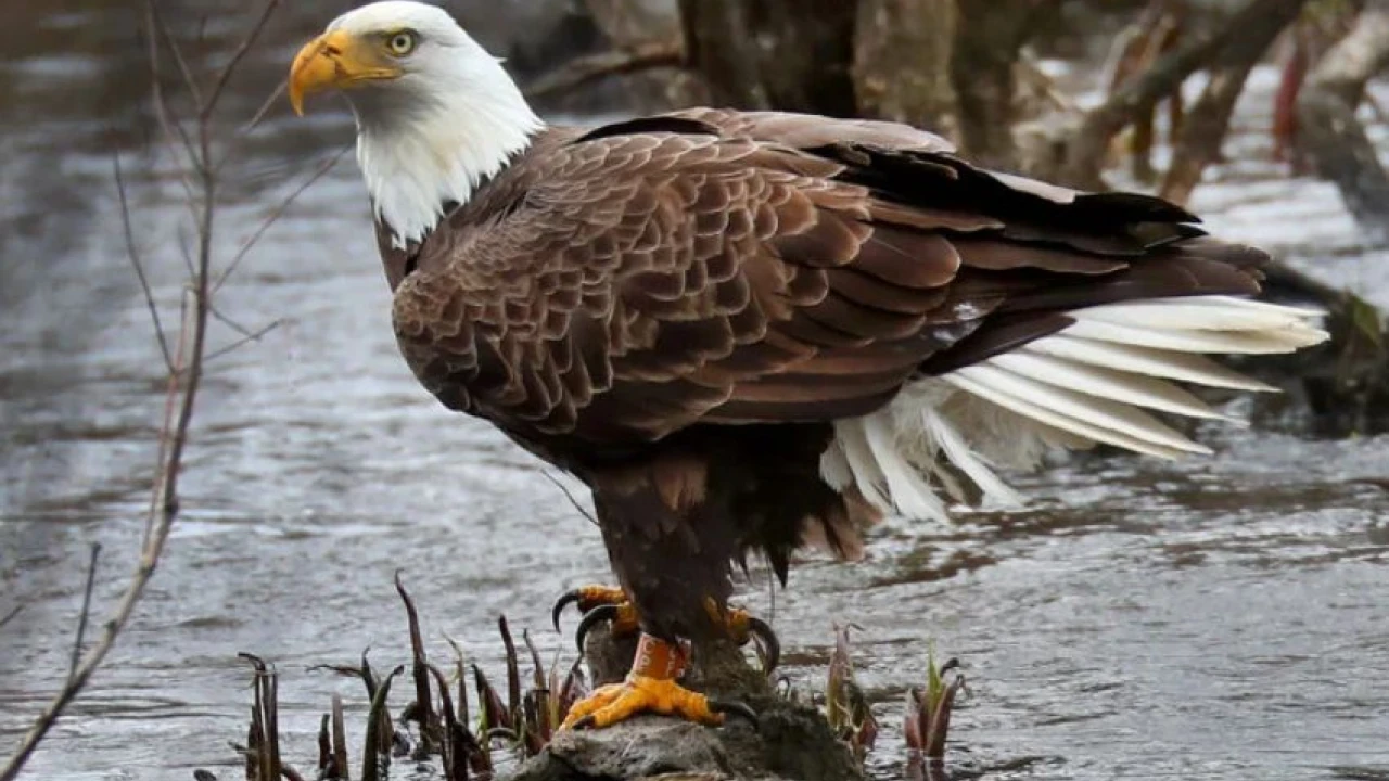 Punjab wildlife dept seizes rare eagle worth $36,000