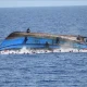 At least 150 people missing after boat capsizes in Nigeria