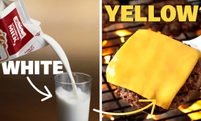 The real reason cheese is yellow