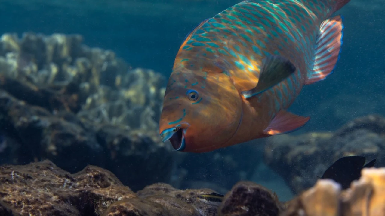 This awkward fish works harder than you