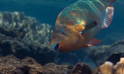 This awkward fish works harder than you