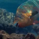 This awkward fish works harder than you