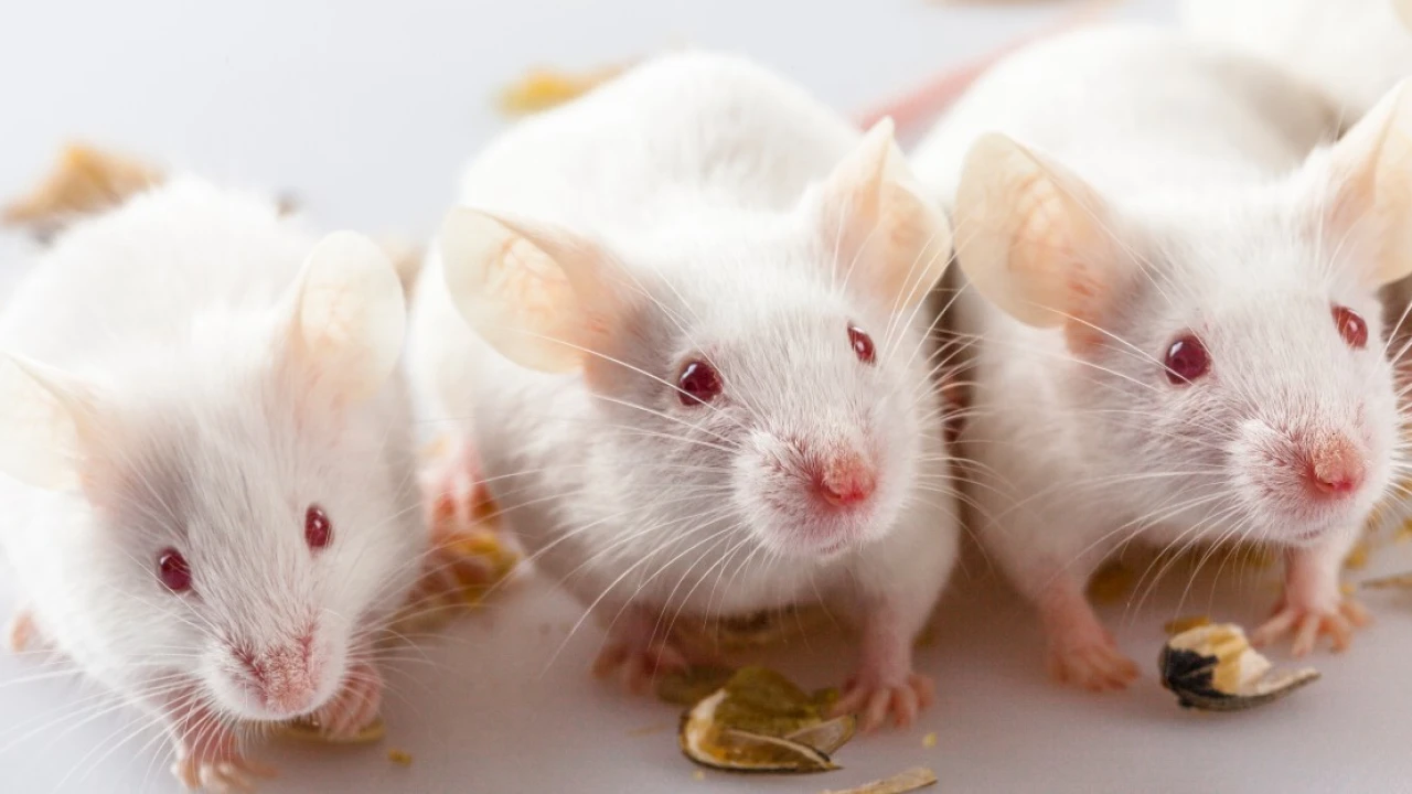 What went wrong with autism research? Let’s start with lab mice.