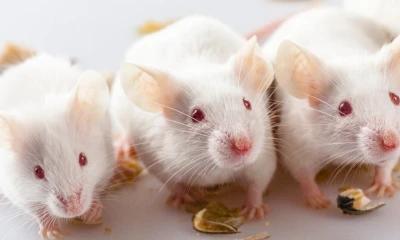 What went wrong with autism research? Let’s start with lab mice.