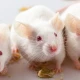 What went wrong with autism research? Let’s start with lab mice.