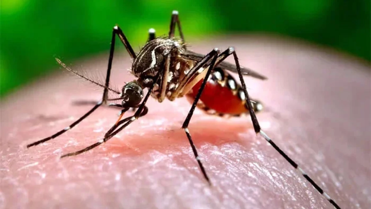 Dengue, chikungunya, malaria cases high in Pakistan