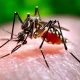 Dengue, chikungunya, malaria cases high in Pakistan